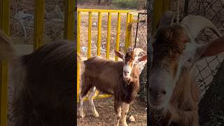 3 Toggenburg Goats at Memon Goat Farm Vasai Mumbai [upl. by Anwahs291]