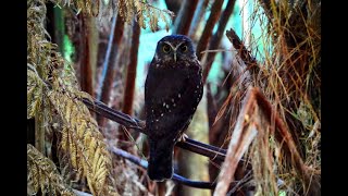 3 x New Zealand Morepork owlruru in wetland at Duck Creek Pauanui [upl. by Malissia]