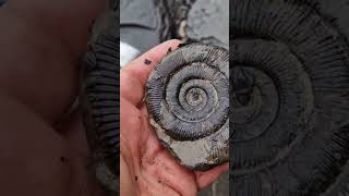 Spot the fossil time  dactylioceras tenuicostatum ammonite [upl. by Robbie]