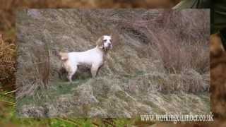 Working Clumber Spaniel [upl. by Nicolle]