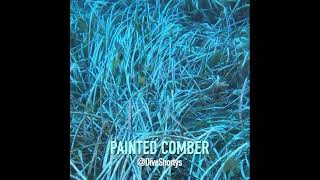 PAINTED COMBER shorts scubadiving comber paintedcomber underwater [upl. by Dnarud]