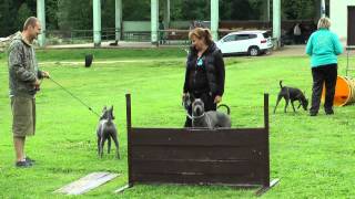 3 THAI ridgeback DAY  Agility training [upl. by Tneicniv]