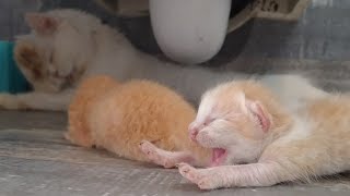 Hungry Newborn Baby Kittens Calling Mom Cat For Milk But Mother ignoring Them And grooming herself [upl. by Parish559]