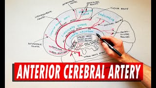 Anterior Cerebral Artery  Anatomy Tutorial [upl. by Dnanidref]