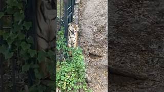 Tiger Growling  Tiger Roar tiger tigergrowl tigerroar tigers tigerlooks aliwildencounters [upl. by Manning]