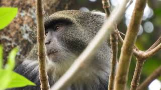 KIMA  BLUE MONKEY   Short video 4KUHD Birds Photography  Wildlife Animals [upl. by Dory]