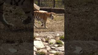 Tiger Growling tiger bigcat youtubeshorts trendingshorts [upl. by Hamlen]