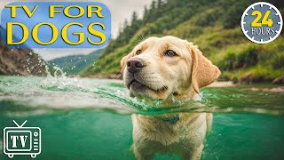 24 Hours of Soothe Dogs Anxiety DOG TV  Anti Anxiety amp Boredom Busting Videos with Music for Dogs [upl. by Hoebart554]