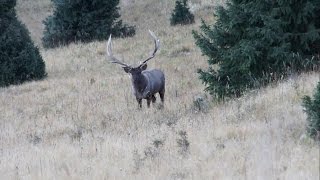 Maral  hunting in Kazakhstan [upl. by Annekam]