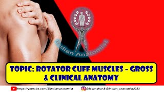 Clinical Anatomy of the Rotator Cuff Muscles  A Students Guide [upl. by Keung750]