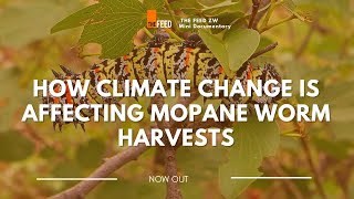 How Climate Change Is Affecting Mopane Worm Harvests  Mini Documentary [upl. by Booma]