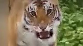 WATCH Growling tiger lunges at safari tourists Growling adventure wildlife attack [upl. by Mckay]