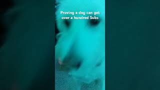 Breathing a dog can get over a hundred Subs [upl. by Arihsat]