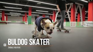 Buldog skater Niezwykły talent psa z Rosji [upl. by Ydoj]