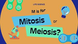 what is mitosis and meiosis complete animated explanation  what is mitosis and meiosis [upl. by Leasia651]