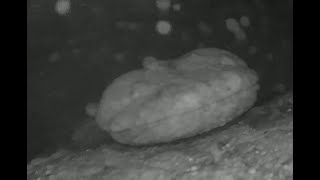 Hellbender nest camera Susquehanna River basin fall 2024 [upl. by Anerres]