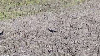 Turkey Hunting with Decoy Spring 20 gauge single shot [upl. by Lleret305]