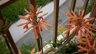 My Aloe Saponaria in beautiful flowers [upl. by Dennard]