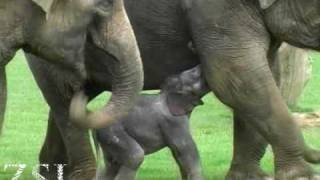 Elephant calf less than 12 hours old [upl. by Aidnahs198]