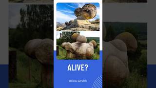 Living Stones trovants armenia naturalwonder armeniatravel youtubeshorts shortfeed [upl. by Zondra]