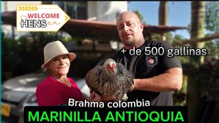 Brahma Colombia  Un Ensueño En gallinas Marinilla Antioquia quotSoñando Despierto quot [upl. by Trude]