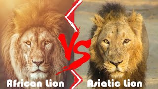 African Lion VS Asiatic Lion Who Would Win  African Lion and Asiatic Lion Differences [upl. by Inafetse]