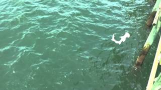 Shark eats another shark  Cherry Grove Pier SC [upl. by Stodder]