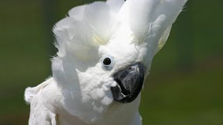 Hilarious Cockatoos Laughing [upl. by Juliann687]