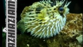 PUFFER FISH PUFFS UP  quotmorro bay tshirtsquot [upl. by Nnaylime302]