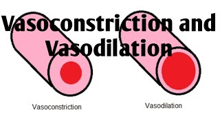 Vasoconstriction and Vasodilation Difference [upl. by Ennayehc177]