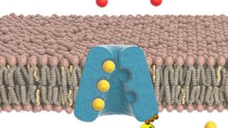 Sodiumpotassium pump Animation [upl. by Uy]