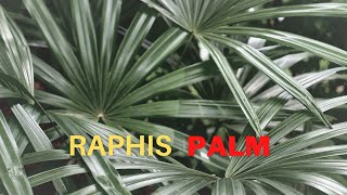 Raphis Palm  Info  Maintenance and care [upl. by Godber]