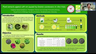 Plant extracts against soft rot caused by Erwinia carotovora In vitro trials [upl. by Amara577]