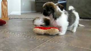 Lhasa Apso Puppies Mercedes Houston amp Phoenix [upl. by Carolynn287]