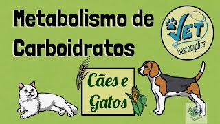 Metabolismo de Carboidratos em Cães e Gatos  NUTRIÇÃO VET [upl. by Nestor]