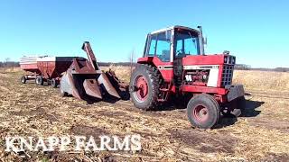 Picking corn with the IH 1086 amp the model 327 New Idea ear corn picker for grinding into cattle feed [upl. by Chloris113]