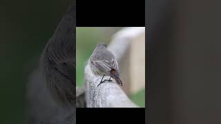 Black redstart video female [upl. by Lebna]