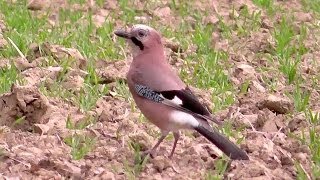 Sojka obecná Garrulus glandariusSojka škriekaváEichelhäherEurasian Jay [upl. by O'Driscoll]