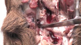 How to inspect the head of a roe deer [upl. by Ecyt]