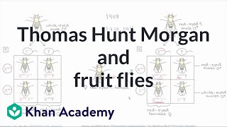 Thomas Hunt Morgan and fruit flies [upl. by Jasper]