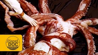 Giant Squid Architeuthis [upl. by Apicella739]