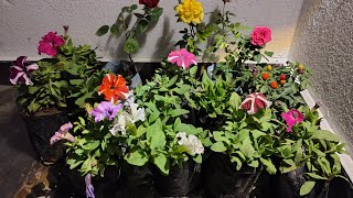 winter me kaun kaun se paudhe lagayegarden indoorplants petunia ornamentalchilli viralvideo [upl. by Hizar]