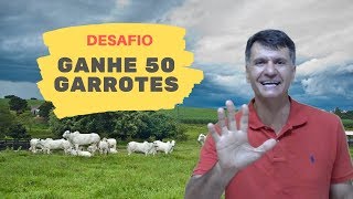 CRIAĆ‡ĆO DE 35 BOIS EM 2 HECTARES gado 100 a Pasto CAPIM MG12 PAREDĆO DESENVOLVIDO  MATSUDA [upl. by Jojo]