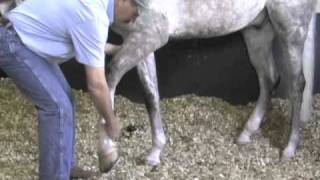 Horse Massage Releasing Tension in the Horses Shoulder using the Masterson Method® [upl. by Svetlana]