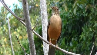 CANTO do SABIÁLARANJEIRA TURDUS RUFIVENTRIS RUFOUSBELLIED THRUSH Estação de reprodução [upl. by Sucramej]