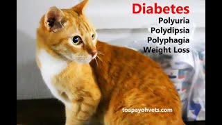 How to give insulin injection to a diabetic cat [upl. by Hays]