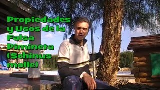 Propiedades y usos del Falso pimentero Schinus Molle Huerto ecológico [upl. by Eb]