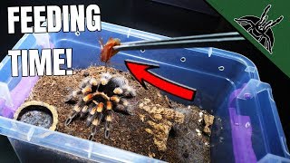 FEEDING ALL MY Brachypelma TARANTULAS [upl. by Yob611]