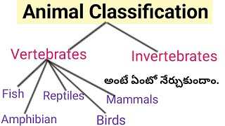 Vertebrates and Invertebrates Animals  Classification of Animal Kingdom  Telugu [upl. by Teirrah151]