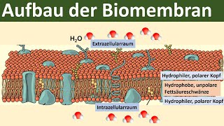 Biomembran  Aufbau und Funktion Biologie Oberstufe [upl. by Adnovaj463]